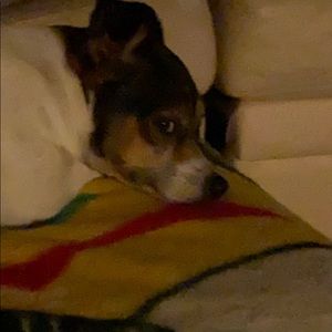 Meet your Posher, Lucy